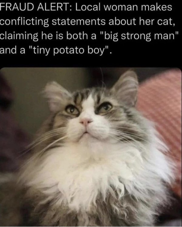 Jokes And Photos For Cats Lovers (32 pics)