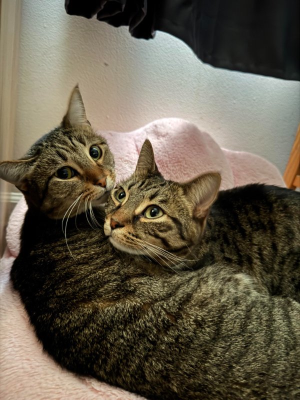 Jokes And Photos For Cats Lovers (32 pics)