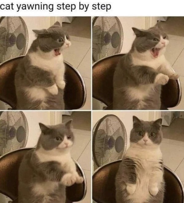 Jokes And Photos For Cats Lovers (32 pics)