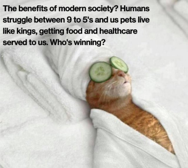 Funny Memes (25 pics)