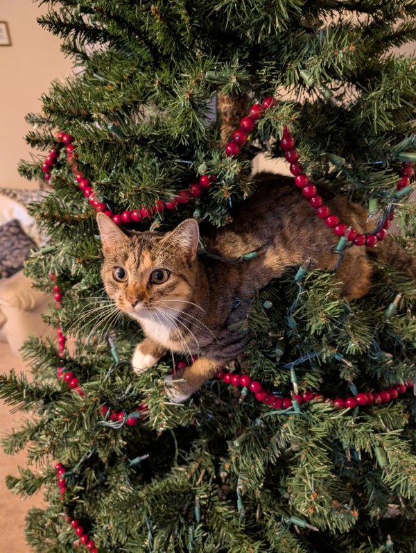 December Jokes And Photos (48 pics)