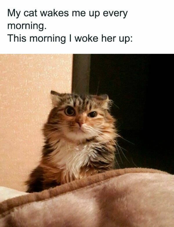Morning Memes (16 pics) Morning Memes (16 pics)