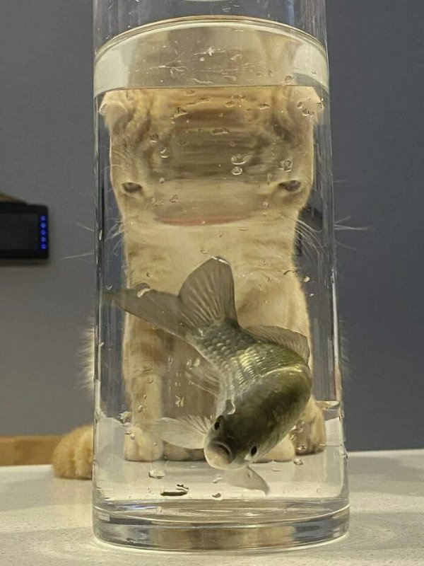 What Is Going On Here? (35 pics) What Is Going On Here? (35 pics)