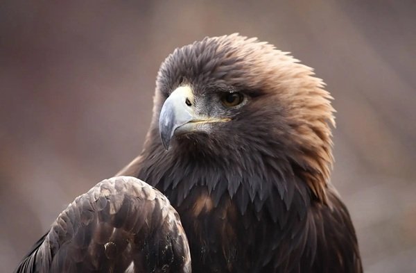 Interesting Facts (12 pics)