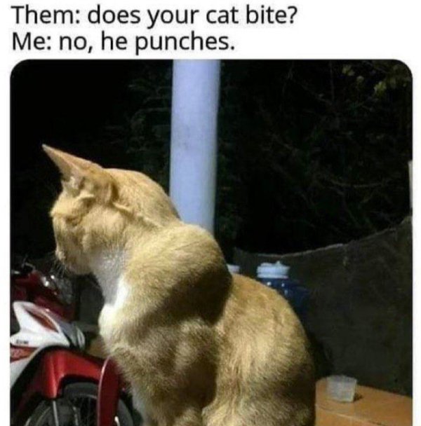 Funny Cats (29 pics) Funny Cats (29 pics)