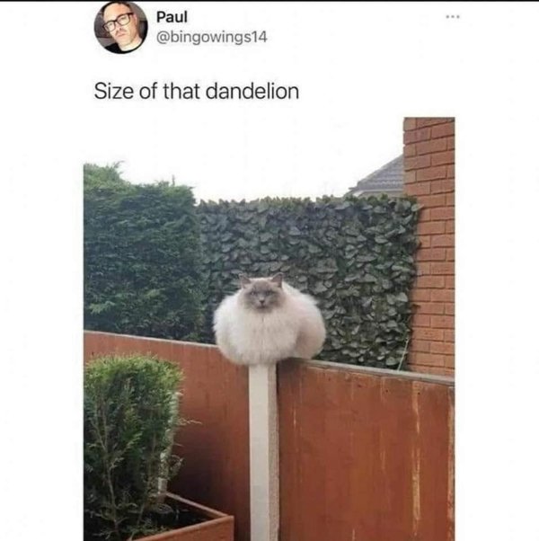 Funny Cats (29 pics) Funny Cats (29 pics)