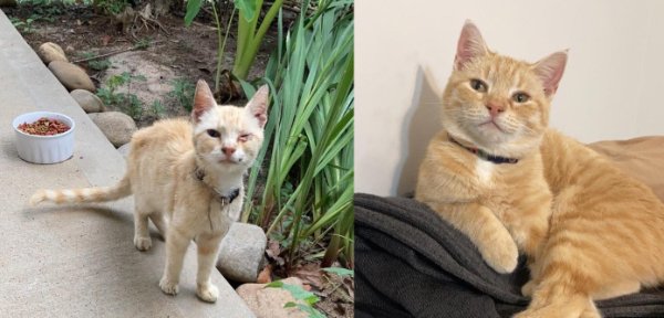 Funny Cats (29 pics) Funny Cats (29 pics)