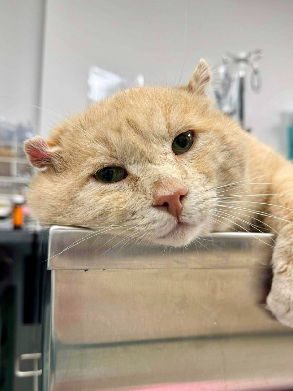 Funny Cats (29 pics) Funny Cats (29 pics)