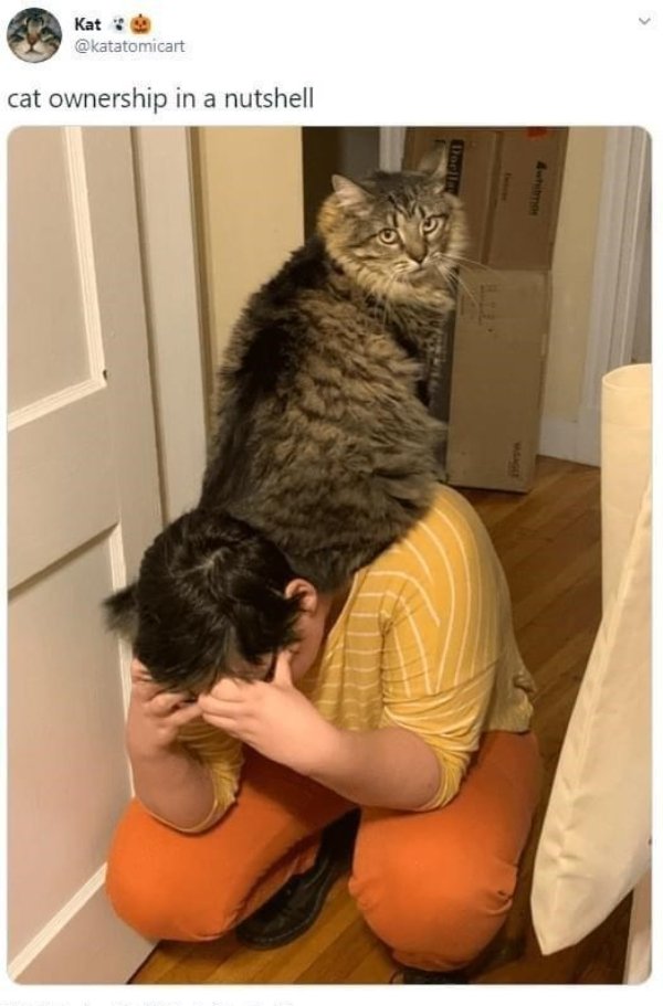 Funny Cats (29 pics) Funny Cats (29 pics)