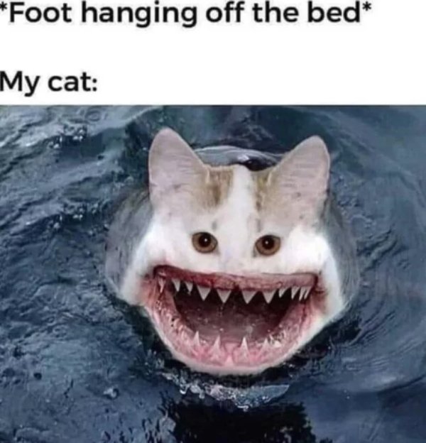 Funny Cats (29 pics) Funny Cats (29 pics)