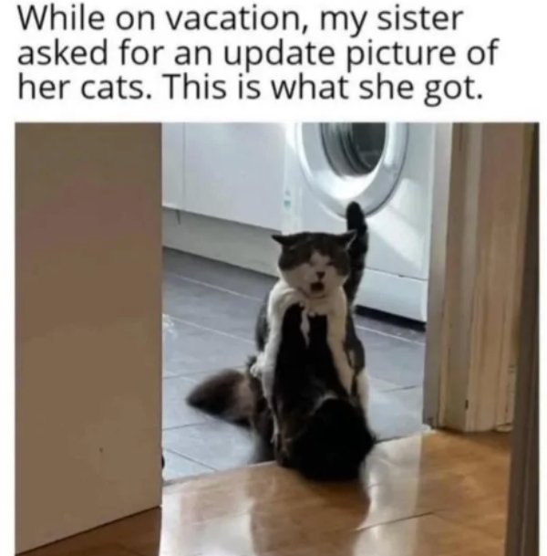 Funny Cats (29 pics) Funny Cats (29 pics)