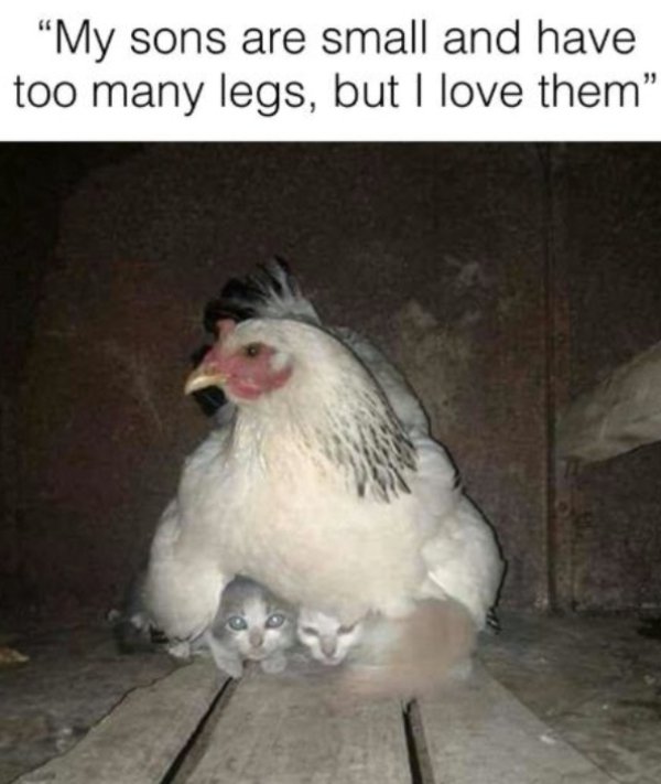 Kind Memes (49 pics)