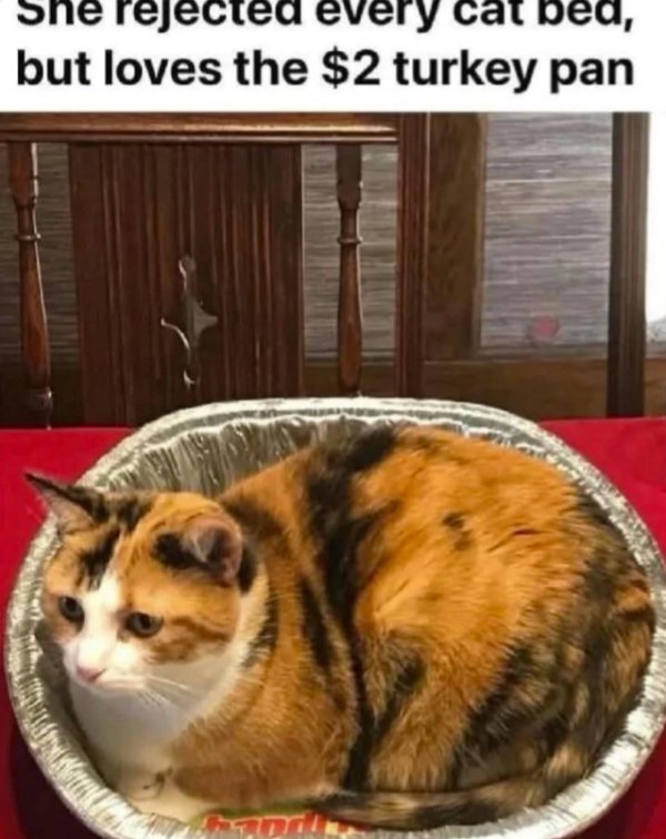 Funny Cats (29 pics) Funny Cats (29 pics)