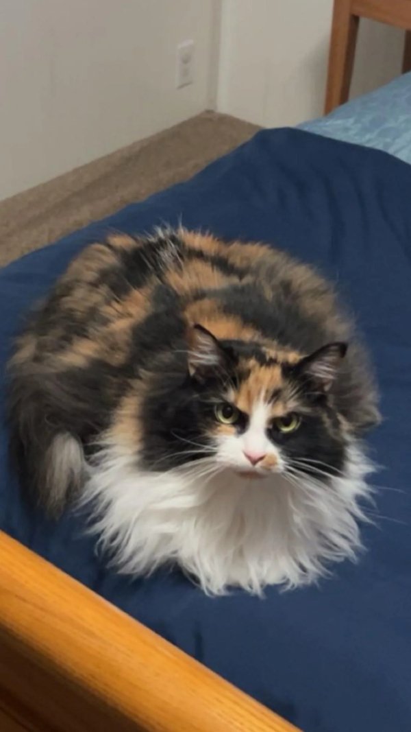 Funny Cats (29 pics) Funny Cats (29 pics)