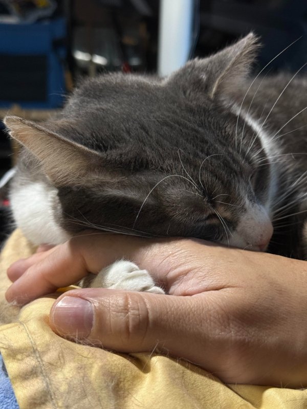 Funny Cats (29 pics) Funny Cats (29 pics)