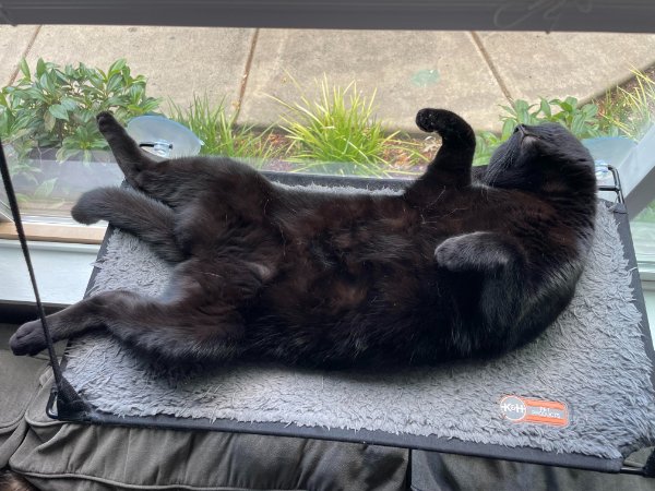 Funny Cats (29 pics) Funny Cats (29 pics)