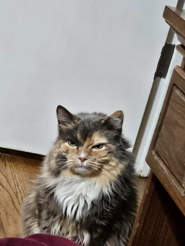 Funny Cats (29 pics) Funny Cats (29 pics)