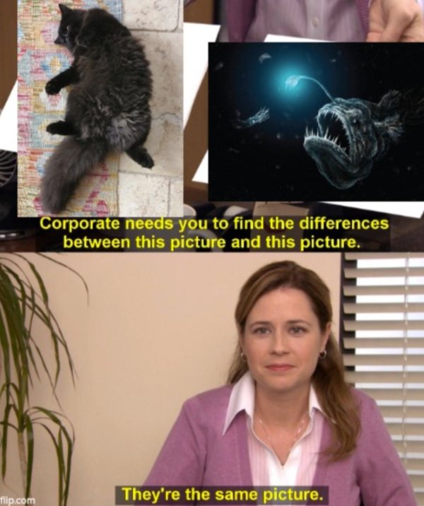 Funny Cats (29 pics) Funny Cats (29 pics)