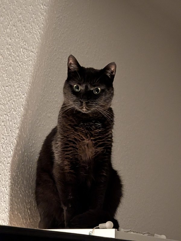 Funny Cats (29 pics) Funny Cats (29 pics)