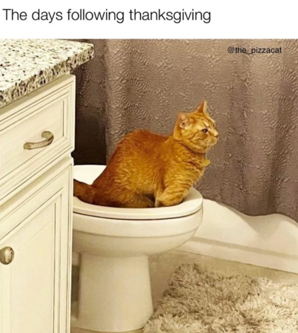 Funny Cats (29 pics) Funny Cats (29 pics)