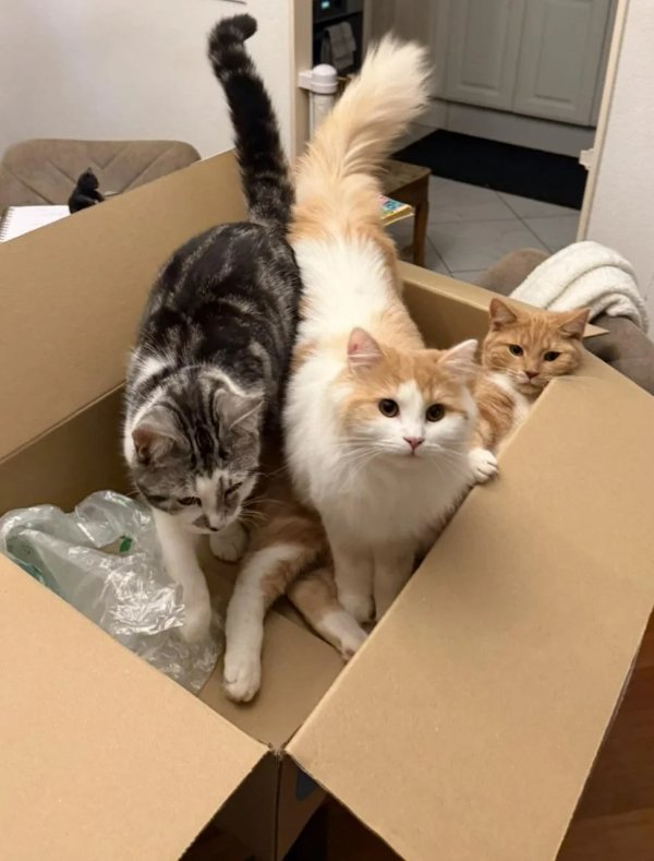 Funny Cats (29 pics) Funny Cats (29 pics)