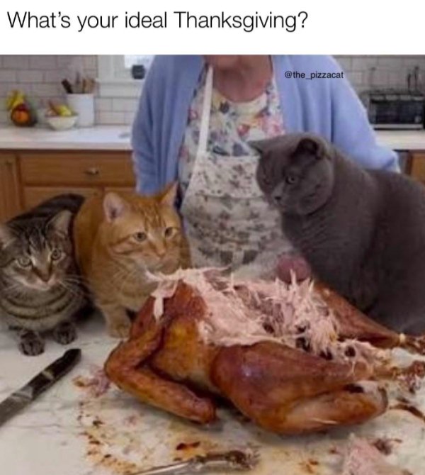 Funny Cats (29 pics) Funny Cats (29 pics)