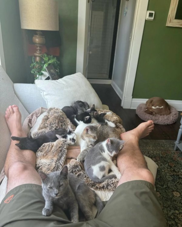 Funny Cats (29 pics) Funny Cats (29 pics)