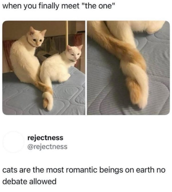 Funny Cats (29 pics) Funny Cats (29 pics)