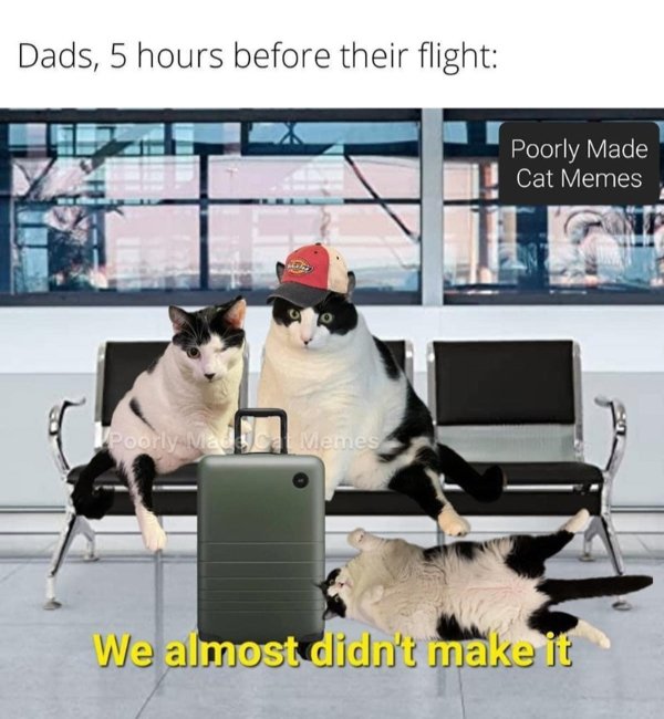 Funny Cats (29 pics) Funny Cats (29 pics)