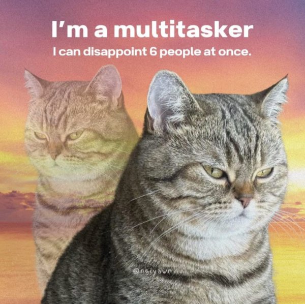 Funny Cats (29 pics) Funny Cats (29 pics)