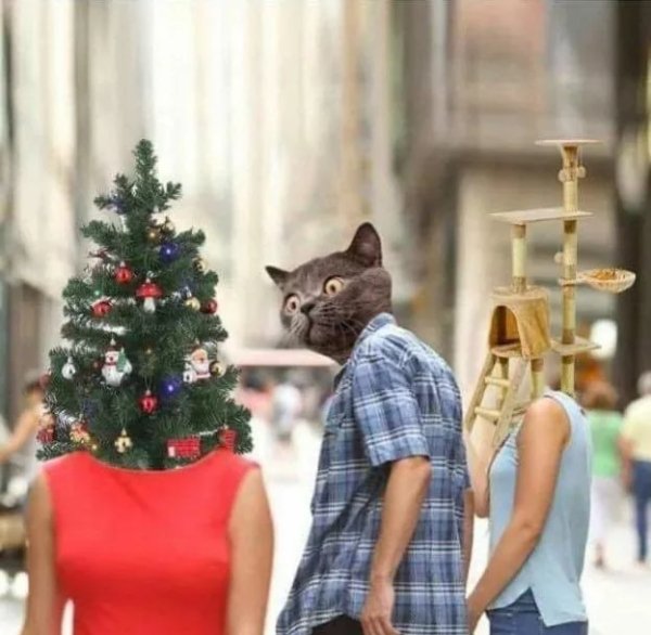 Funny Cats (29 pics) Funny Cats (29 pics)