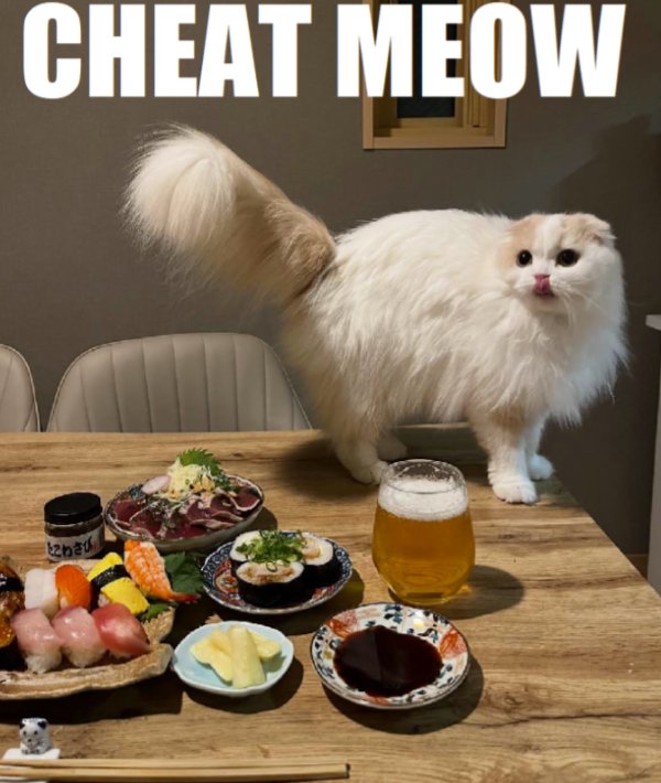 Funny Cats (29 pics)