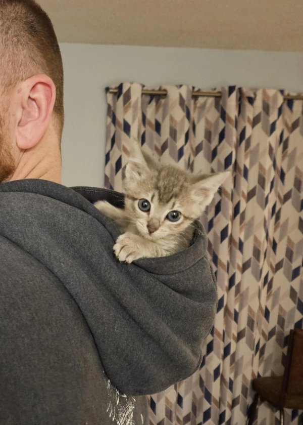 Funny Cats (29 pics) Funny Cats (29 pics)