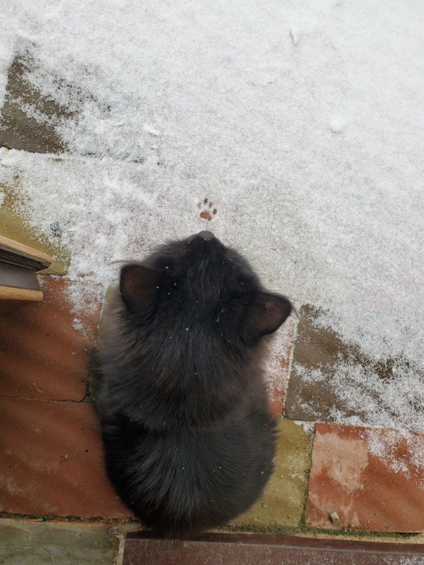 Funny Cats (29 pics) Funny Cats (29 pics)