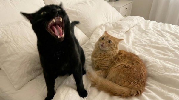 Funny Cats (29 pics) Funny Cats (29 pics)