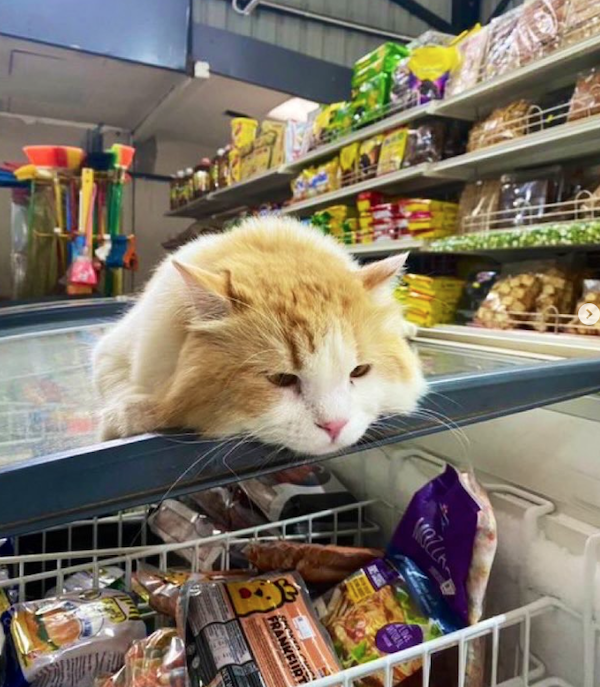 Funny Cats In Stores (30 pics) Funny Cats In Stores (30 pics)