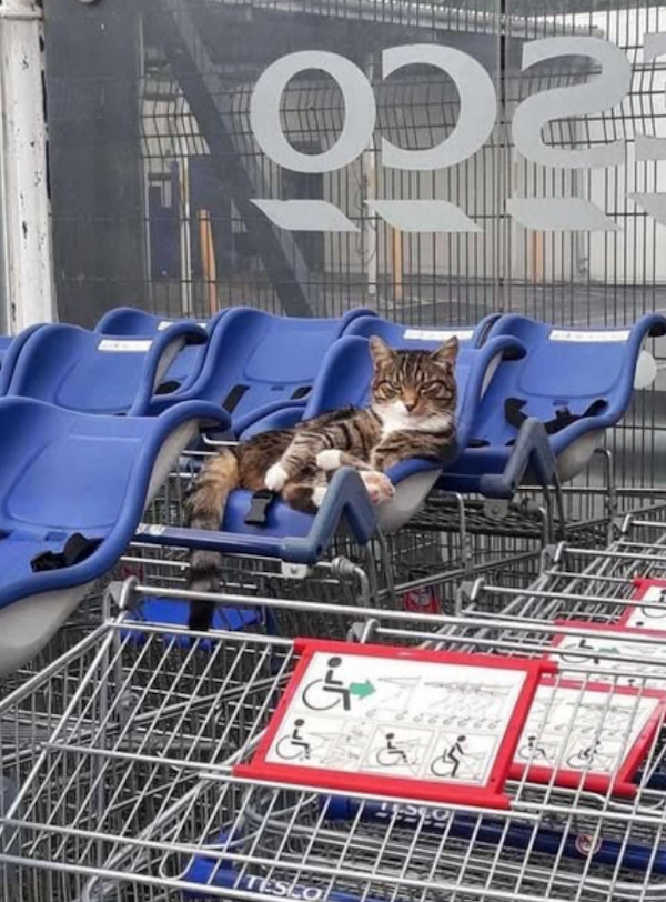 Funny Cats In Stores (30 pics)