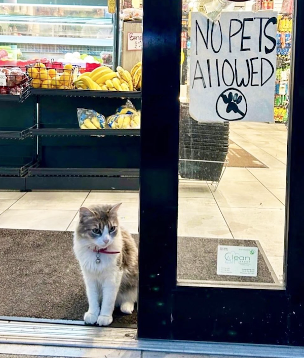 Funny Cats In Stores (30 pics) Funny Cats In Stores (30 pics)