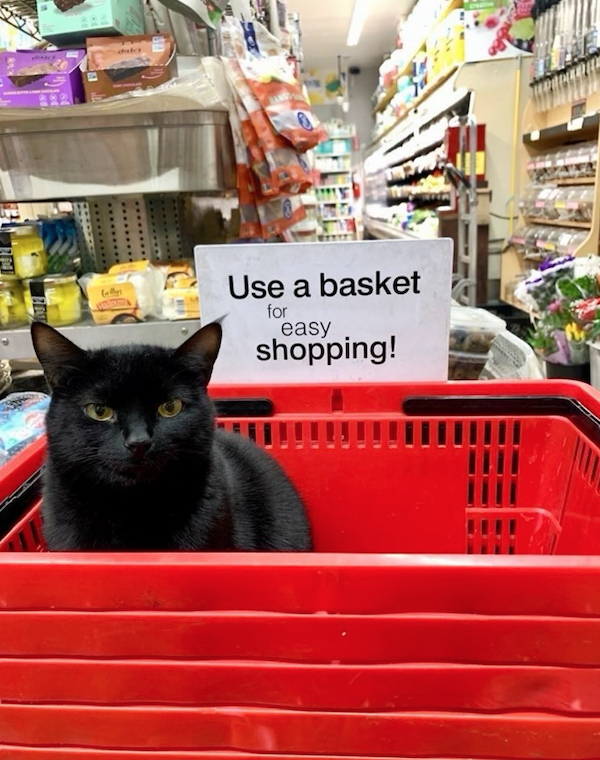 Funny Cats In Stores (30 pics) Funny Cats In Stores (30 pics)