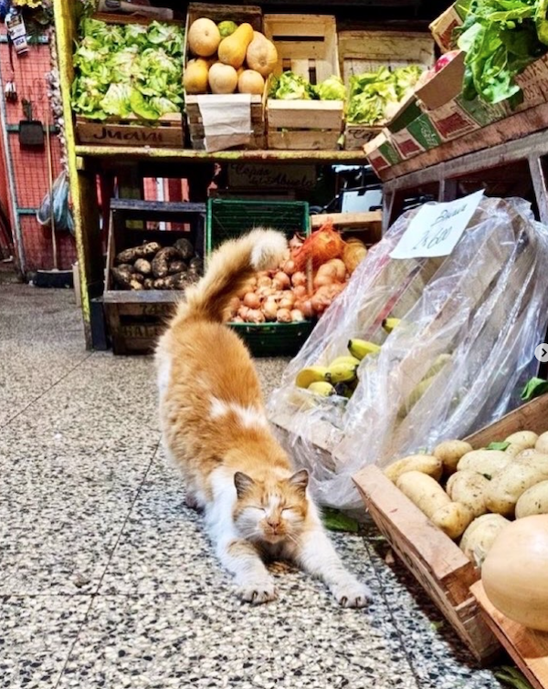 Funny Cats In Stores (30 pics) Funny Cats In Stores (30 pics)