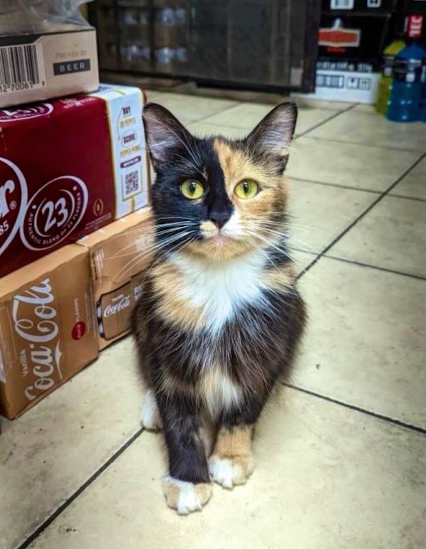 Funny Cats In Stores (30 pics) Funny Cats In Stores (30 pics)