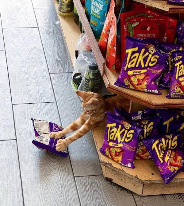 Funny Cats In Stores (30 pics) Funny Cats In Stores (30 pics)