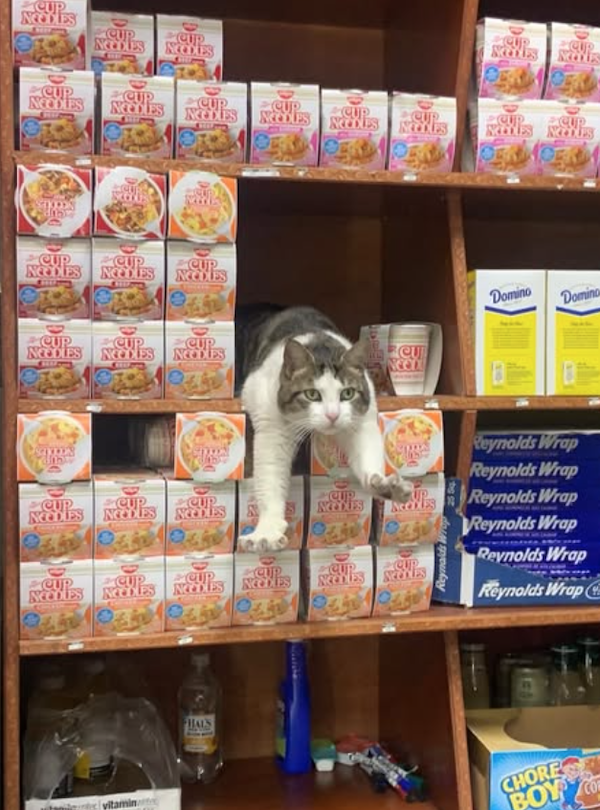 Funny Cats In Stores (30 pics) Funny Cats In Stores (30 pics)