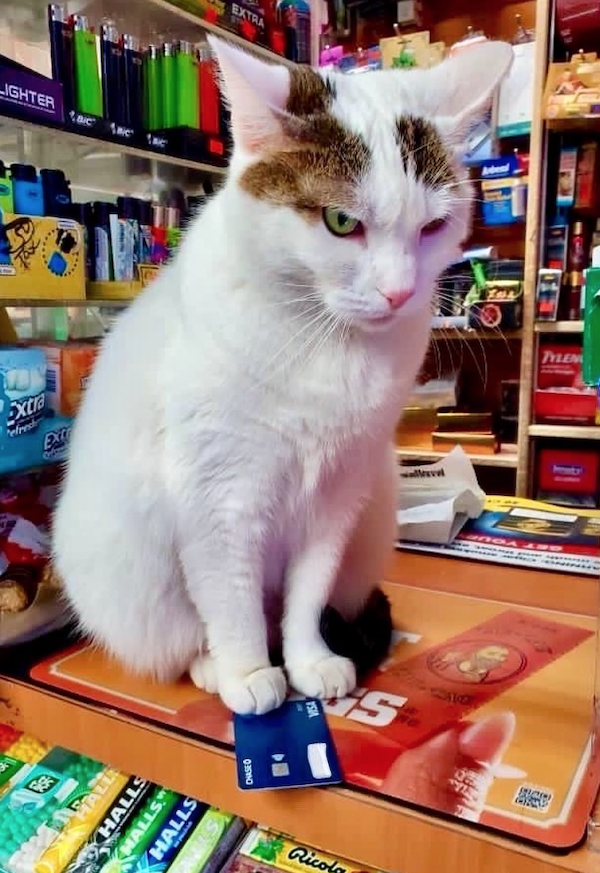 Funny Cats In Stores (30 pics) Funny Cats In Stores (30 pics)