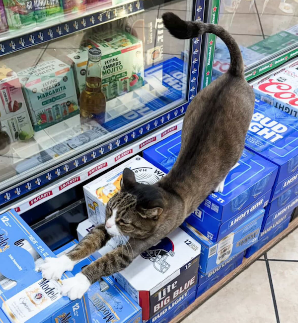 Funny Cats In Stores (30 pics) Funny Cats In Stores (30 pics)