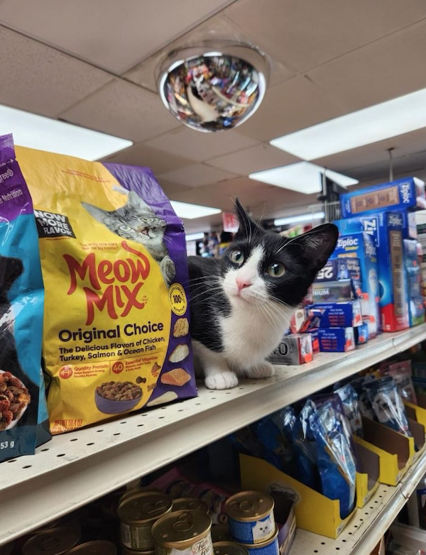 Funny Cats In Stores (30 pics) Funny Cats In Stores (30 pics)