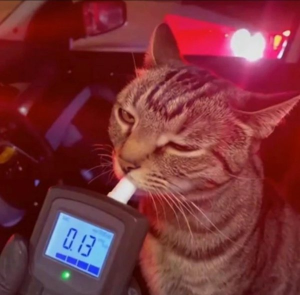 What Is Going On Here? (52 pics) What Is Going On Here? (52 pics)