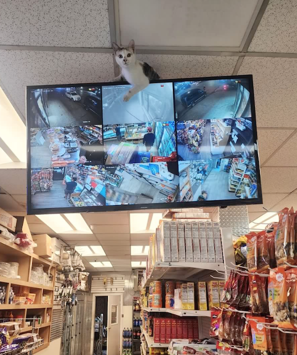 Funny Cats In Stores (30 pics) Funny Cats In Stores (30 pics)