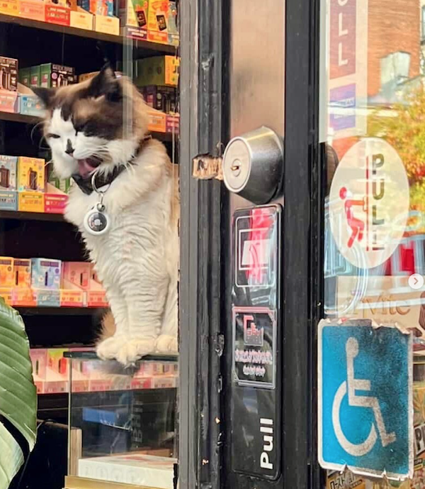 Funny Cats In Stores (30 pics) Funny Cats In Stores (30 pics)
