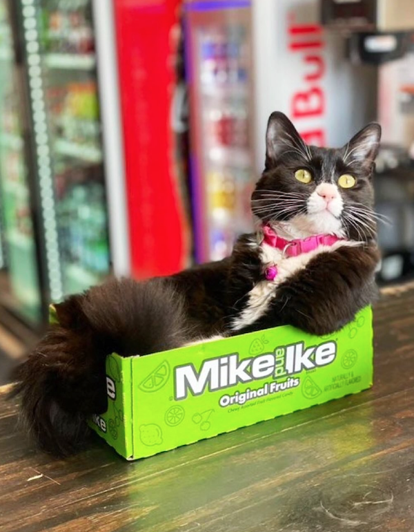 Funny Cats In Stores (30 pics) Funny Cats In Stores (30 pics)
